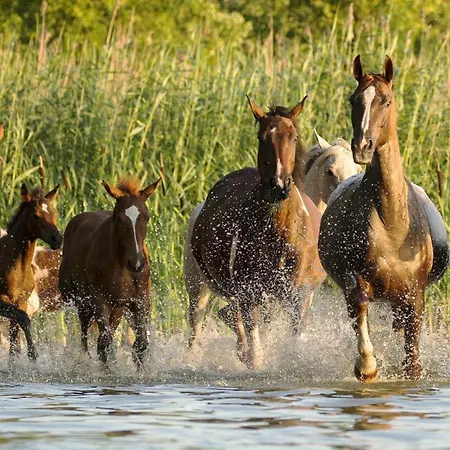 Lägenhet Sasek Maly # # Jazdy Konne